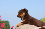 Australian Shepherd Puppy