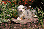 Australian Shepherd Puppy