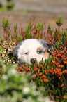 Australian Shepherd Puppy