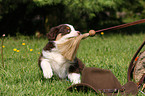 Australian Shepherd Puppy