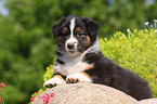 Australian Shepherd Puppy