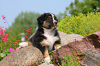 Australian Shepherd Puppy