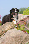 Australian Shepherd Puppy