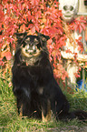 sitting Australian Shepherd