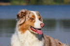 Australian Shepherd Portrait