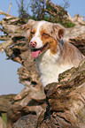 Australian Shepherd Portrait