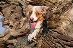 Australian Shepherd Portrait