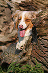 Australian Shepherd Portrait