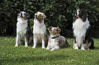 Australian Shepherds