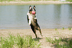 playing Australian Shepherd