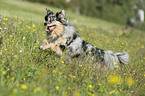 running Australian Shepherd