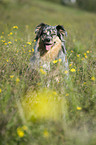 Australian Shepherd Portrait