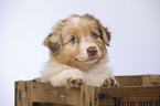 Australian Shepherd Puppy