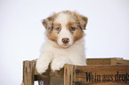 Australian Shepherd Puppy