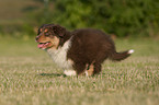 Australian Shepherd Puppy