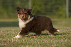 Australian Shepherd Puppy