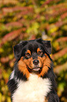 Australian Shepherd Portrait