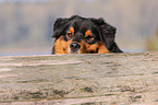 Australian Shepherd Portrait