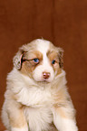 Australian Shepherd Puppy