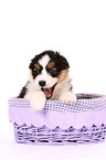 Australian Shepherd Puppy