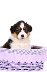 Australian Shepherd Puppy