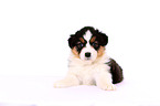 Australian Shepherd Puppy