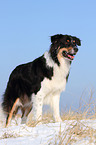 Australian Shepherd