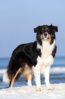 standing Australian Shepherd