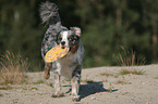 playing Australian Shepherd