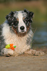 lying Australian Shepherd