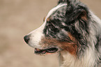 Australian Shepherd Portrait