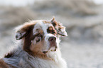 Australian Shepherd Portrait