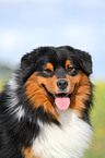 Australian Shepherd Portrait