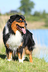 Australian Shepherd