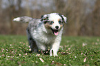 Australian Shepherd Puppy