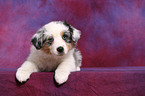 Australian Shepherd Puppy