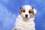 Australian Shepherd Puppy