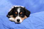 Australian Shepherd Puppy