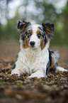 lying Australian Shepherd