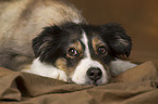 lying Australian Shepherd