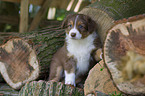 Australian Shepherd puppy