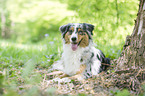 lying Australian Shepherd