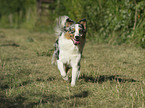 running Australian Shepherd