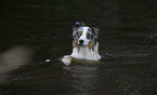 swimming Australian Shepherd