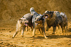 playing Australian Shepherds