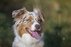 Australian Shepherd Portrait