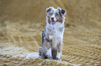 sitting Australian Shepherd