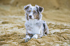 lying Australian Shepherd