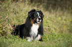 lying Australian Shepherd