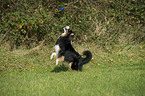 jumping Australian Shepherd